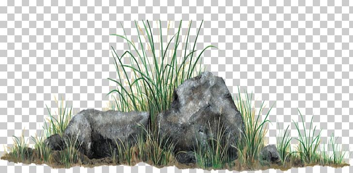 Grasses Rock PNG, Clipart, Art Rock, Carnivoran, Cat Like Mammal, Clip Art, Computer Graphics Free PNG Download