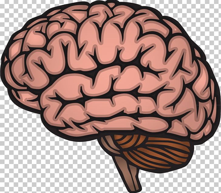 Human Brain Drawing Nervous System PNG, Clipart, Brain Vector, Decorative Elements, Design Element, Elements Vector, Encapsulated Postscript Free PNG Download