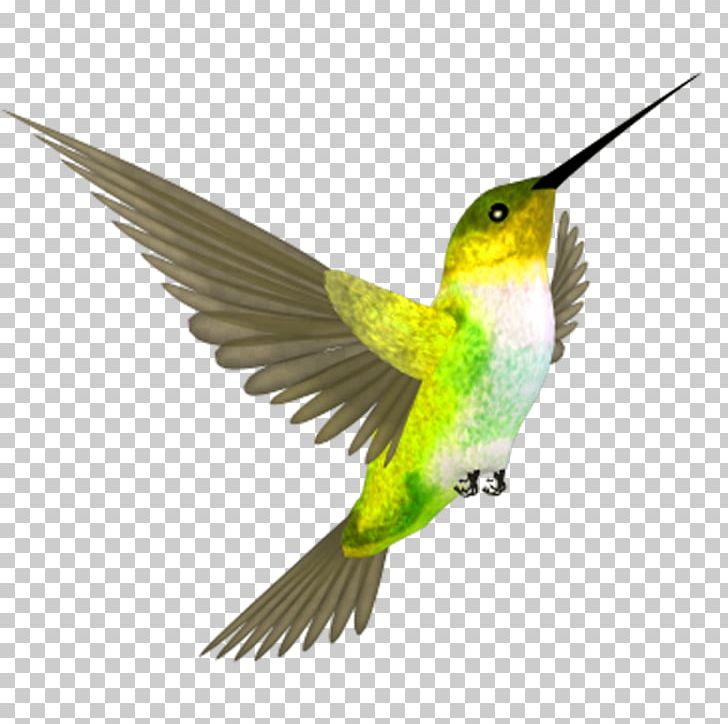 Hummingbird Flight Beak PNG, Clipart, Background Green, Beak, Bird, Bird Cage, Download Free PNG Download