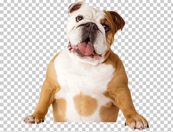 Bulldog Pet Sitting Dental Calculus Dental Plaque Bad Breath PNG, Clipart, American Bulldog, Carnivoran, Companion Dog, Disease, Dog Breed Free PNG Download