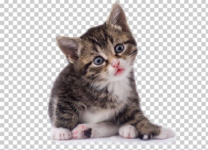 Cat Kitten Veterinarian Pet PNG, Clipart, American Wirehair, Animals, Asian, California Spangled, Carnivoran Free PNG Download