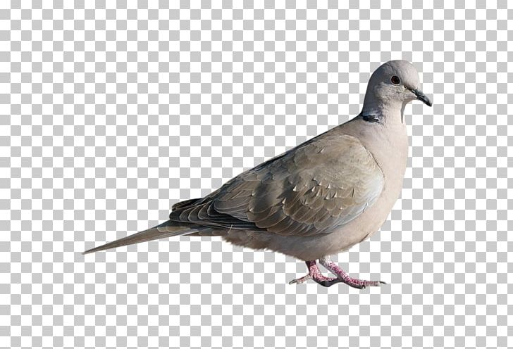 Homing Pigeon Stock Dove Bird Columbinae PNG, Clipart, Animals, Beak, Bird, Columbidae, Columbiformes Free PNG Download