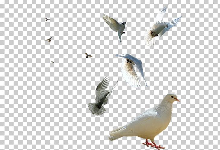 Rock Dove Columbidae Bird Squab PNG, Clipart, Animals, Beak, Bird, Columbidae, Download Free PNG Download