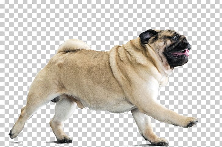 Your Pug Dog Breed Companion Dog Puppy PNG, Clipart, Animals, Breed, Cari, Carnivoran, Cat Dog Free PNG Download