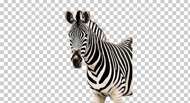 Zebra PNG, Clipart, Zebra Free PNG Download