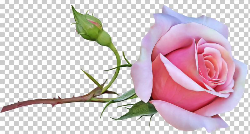 Garden Roses PNG, Clipart, Bud, Cabbage Rose, Cut Flowers, Floral Design, Floristry Free PNG Download