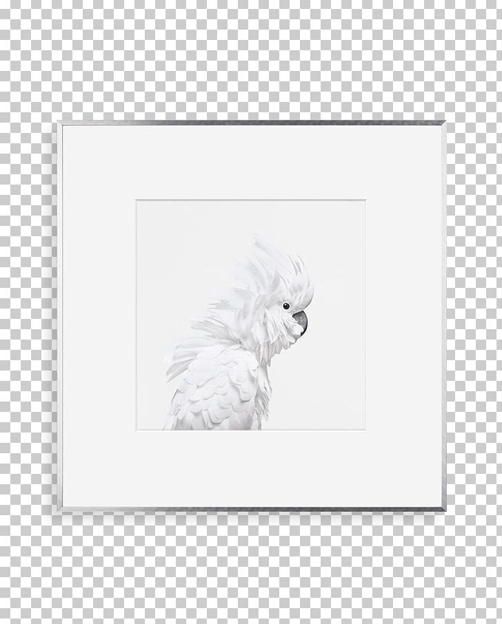 Cat Paper Dog Paw Frames PNG, Clipart, Animals, Black And White, Canidae, Cat, Cockatoo Free PNG Download