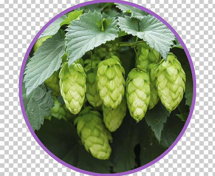 Hops Beer Brewing Grains & Malts Common Hop Plant PNG, Clipart, Artisau Garagardotegi, Beer, Beer Brewing Grains Malts, Bitterness, Brew Free PNG Download