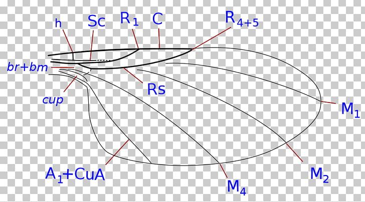 Phoridae Insect Wing Morphology Of Diptera Fly PNG, Clipart, Angle, Animals, Area, Cell, Circle Free PNG Download