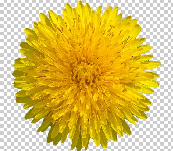 Transvaal Daisy Common Daisy Stock Photography Flower PNG, Clipart, Chamomile, Chrysanths, Common Daisy, Common Sunflower, Cut Flowers Free PNG Download