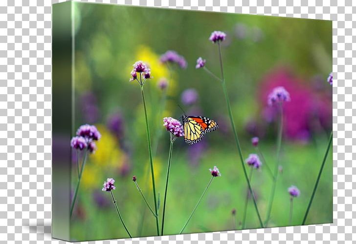 Butterfly Gallery Wrap Meadow Canvas Wildflower PNG, Clipart, Art, Butterfly, Canvas, Flora, Flower Free PNG Download