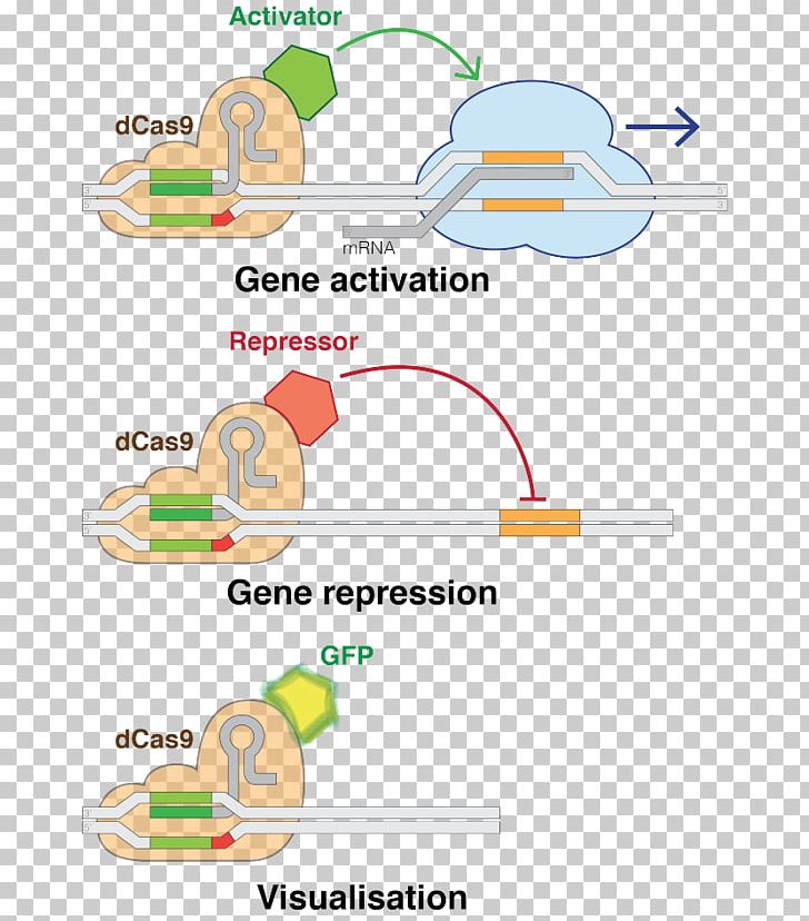 CRISPR Interference Cas9 Genome Editing Gene PNG, Clipart, Angle, Area, Cas, Cas9, Crispr Free PNG Download