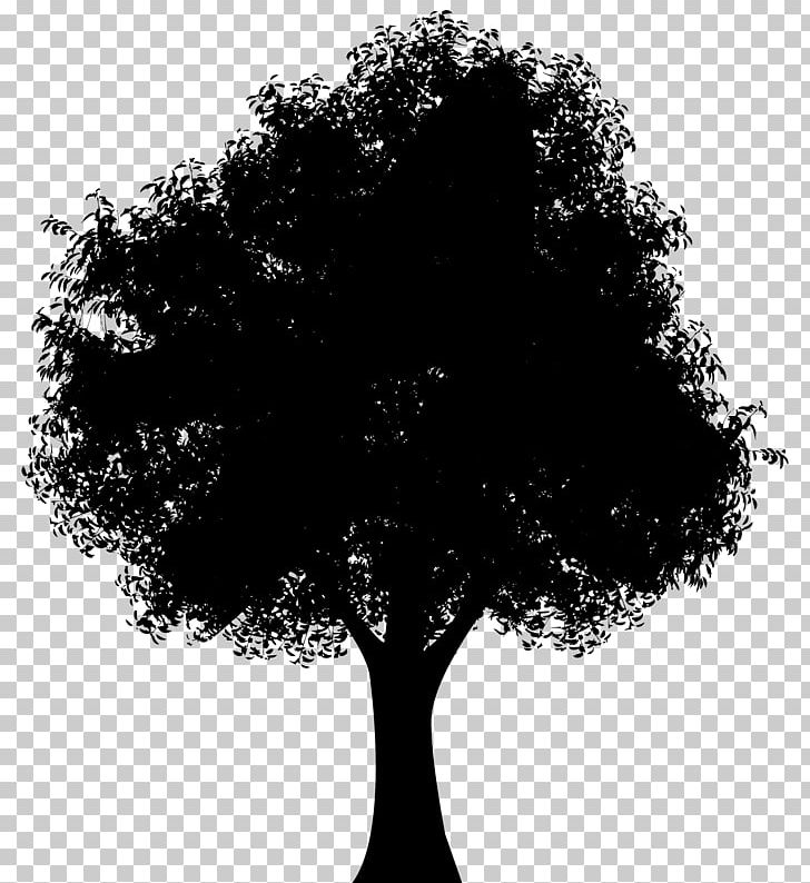 Tree Oak Silhouette PNG, Clipart, Black And White, Branch, Color, Drawing, Leaf Free PNG Download