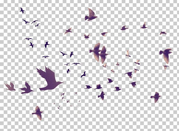 Bird Brush PNG, Clipart, Adobe Illustrator, Angle, Animal, Animals, Bird Free PNG Download