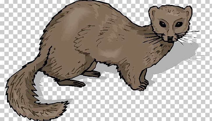 Ferret Whiskers Stoat Cat PNG, Clipart, Animals, Avatar, Bear, Beaver, Carnivoran Free PNG Download