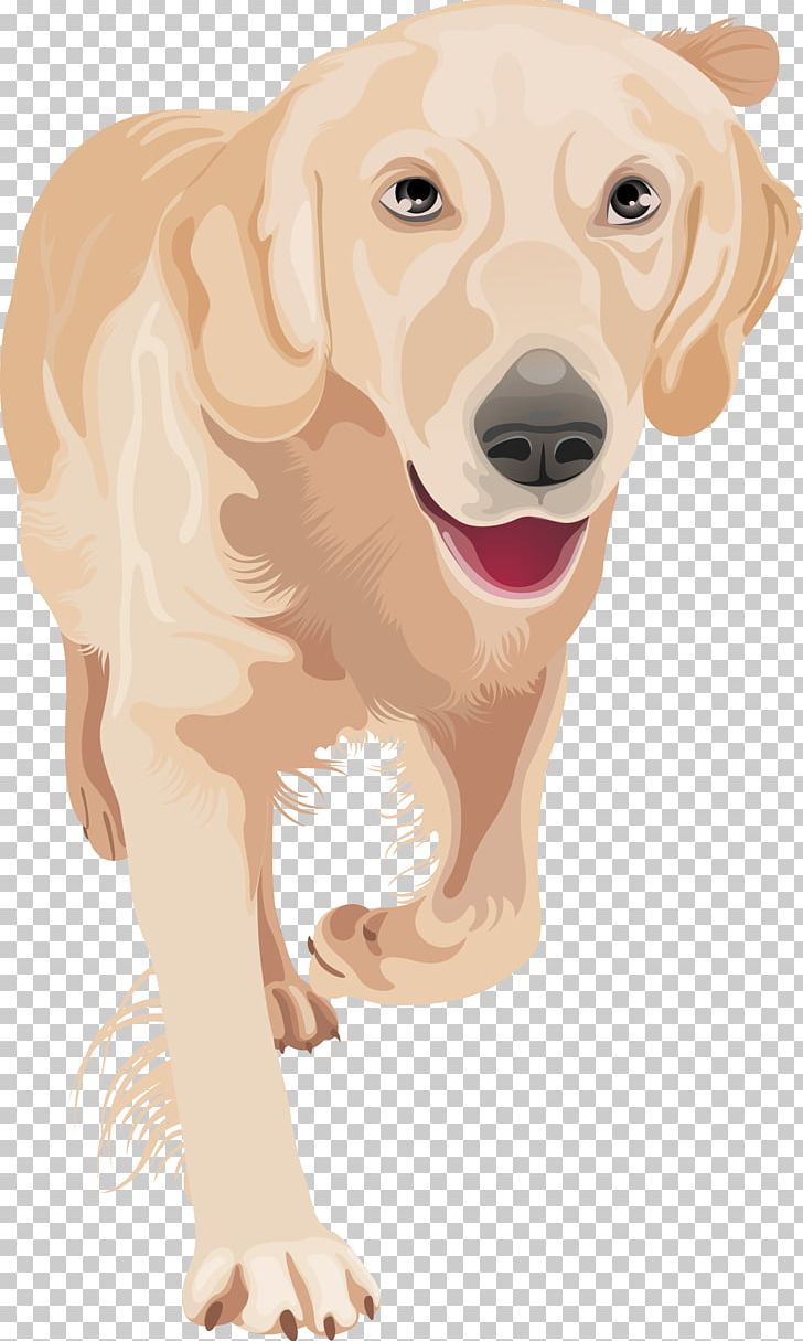 Golden Retriever Labrador Retriever Puppy PNG, Clipart, Animals, Carnivoran, Companion Dog, Dog, Dog Breed Free PNG Download