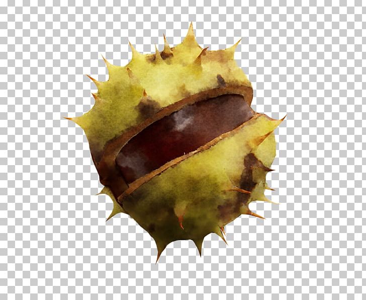 Leaf Close-up Chestnut PNG, Clipart, Chestnut, Closeup, Leaf, Organism Free PNG Download