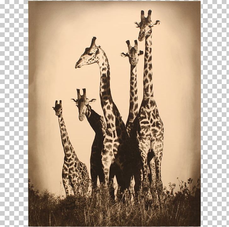 Northern Giraffe Stock Photography Maasai Mara PNG, Clipart, Animal, Decoratie, Depositphotos, Fauna, Giraffe Free PNG Download
