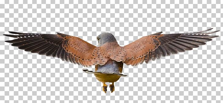 Bird Common Kestrel Rodent Mouse PNG, Clipart, Animal, Animals, Away, Beak, Bird Free PNG Download