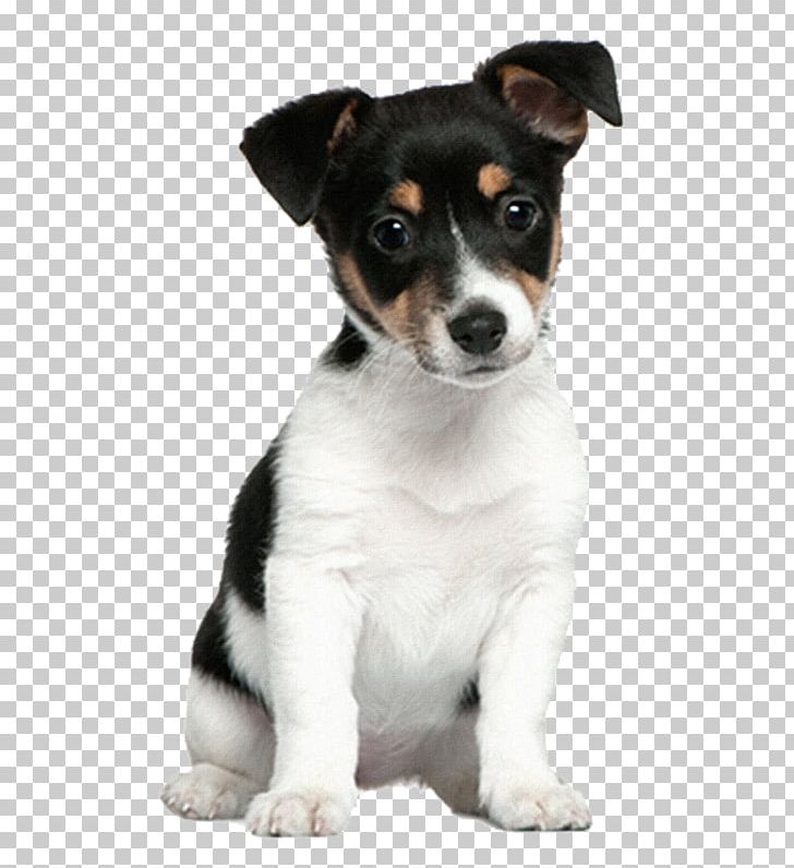 Jack Russell Terrier Puppy Staffordshire Bull Terrier Parson Russell Terrier PNG, Clipart, Animals, Bull Terrier, Carnivoran, Companion Dog, Dog Breed Free PNG Download