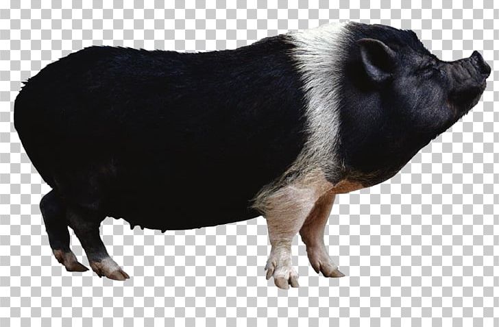 Miniature Pig Wild Boar "I Watched A Wild Hog Eat My Baby!" Undefeated: America's Heroic Fight For Bataan And Corregidor PNG, Clipart, Animal, Animals, Background Black, Black B, Black Background Free PNG Download