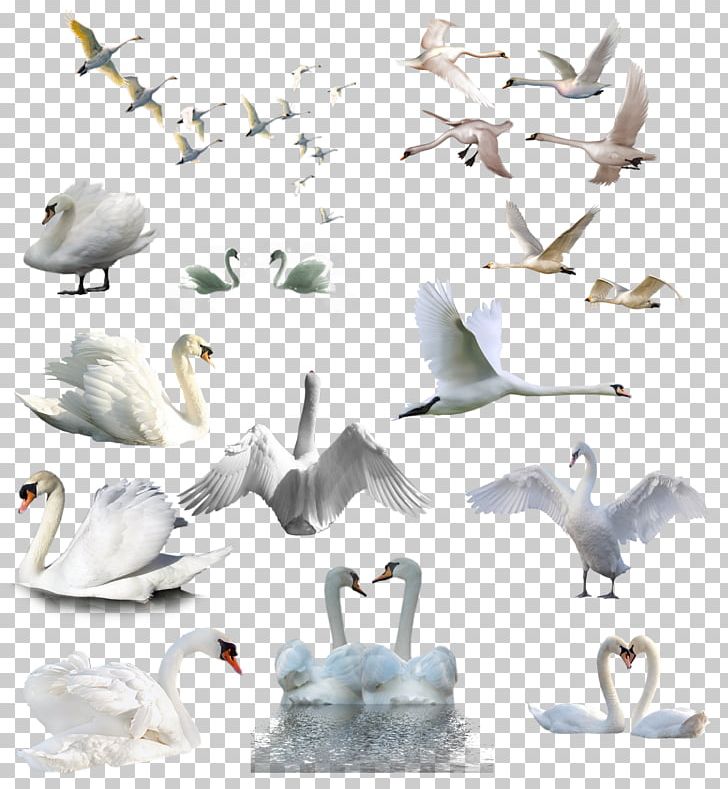 Mute Swan Bird The Threatened Swan Coscoroba Swan Black Swan PNG, Clipart, Anatidae, Animal, Animals, Anseriformes, Beak Free PNG Download