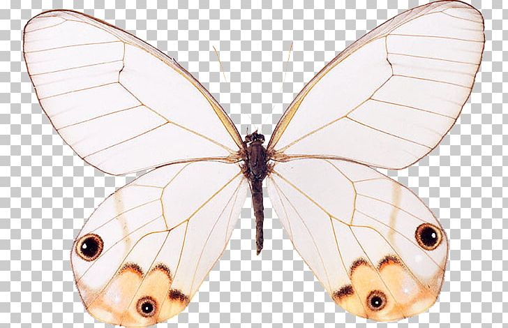 Nymphalidae Pieridae Butterfly Moth Bombycidae PNG, Clipart, Animal, Arthropod, Bombycidae, Brush Footed Butterfly, Butterfly Free PNG Download