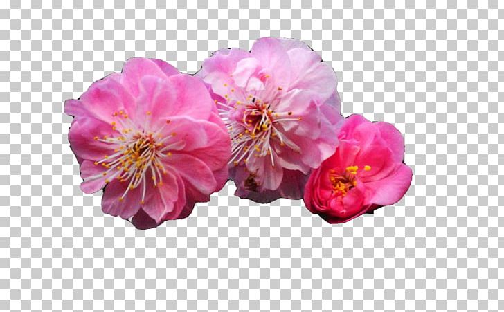 Plum Blossom Desktop Environment Bamboo PNG, Clipart, 3d Three Dimensional Flower, Beautiful, Floral Design, Flower, Flower Arranging Free PNG Download