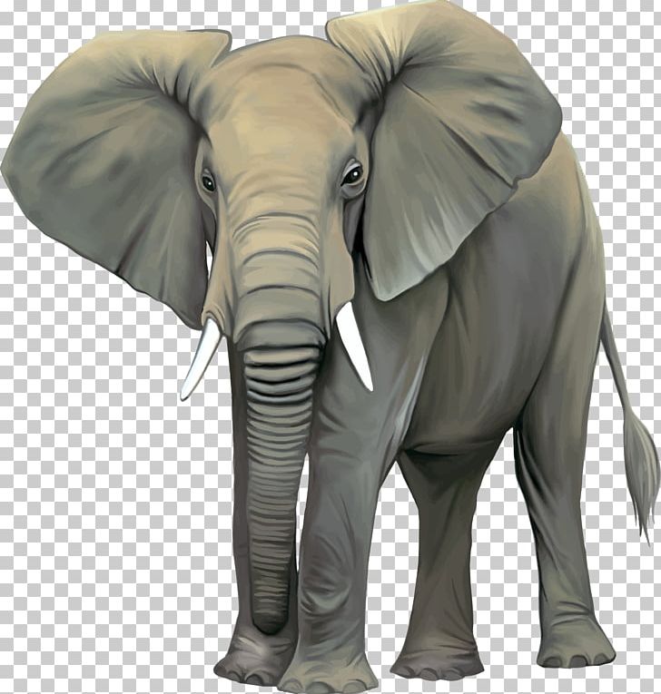 Asian Elephant African Elephant Stock Photography PNG, Clipart, African Elephant, Animals, Asian Elephant, Clip Art, Drawing Free PNG Download