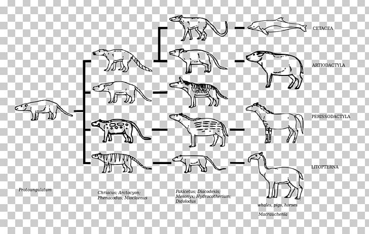 Carnivora Rhinoceros Deer Mammal Evolution PNG, Clipart, Angle, Animal,  Animals, Area, Art Free PNG Download