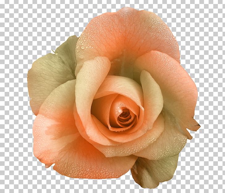 Garden Roses Flower Floribunda PNG, Clipart, Blume, Chomikujpl, Closeup, Cut Flowers, Floribunda Free PNG Download