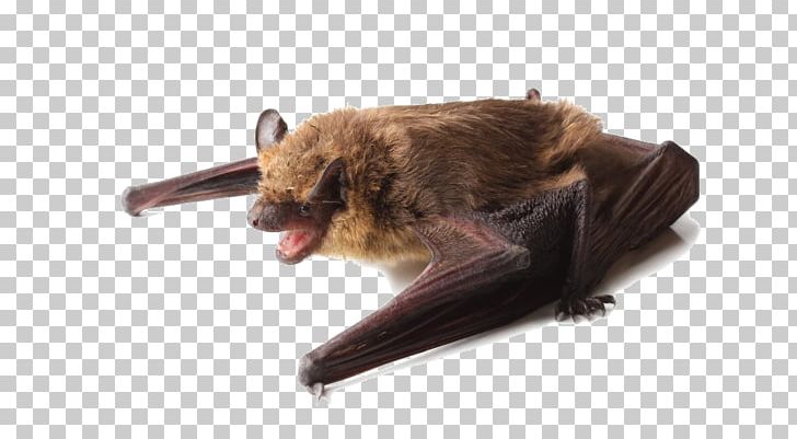 Little Brown Bat Big Brown Bat Bug-Off Exterminators PNG, Clipart, Animals, Bat, Big Brown Bat, Eastern Red Bat, Fauna Free PNG Download