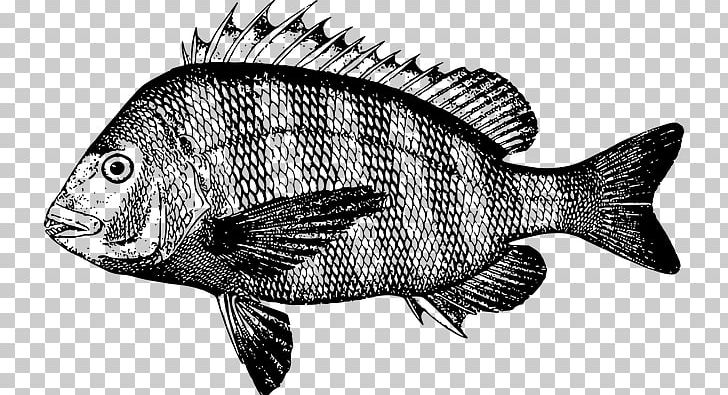 Sheepshead Fish PNG, Clipart, Barramundi, Black And White, Download, Drawing, Fauna Free PNG Download