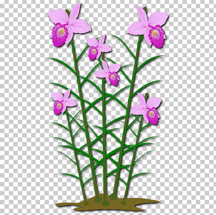 Arundina Plant PNG, Clipart, Arundina, Clipart, Clip Art, Computer Icons, Cut Flowers Free PNG Download