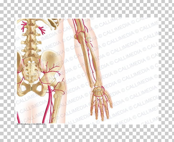 Finger Forearm Vein Bone PNG, Clipart, Anatomy, Arm, Blood Vessel, Bone, Elbow Free PNG Download