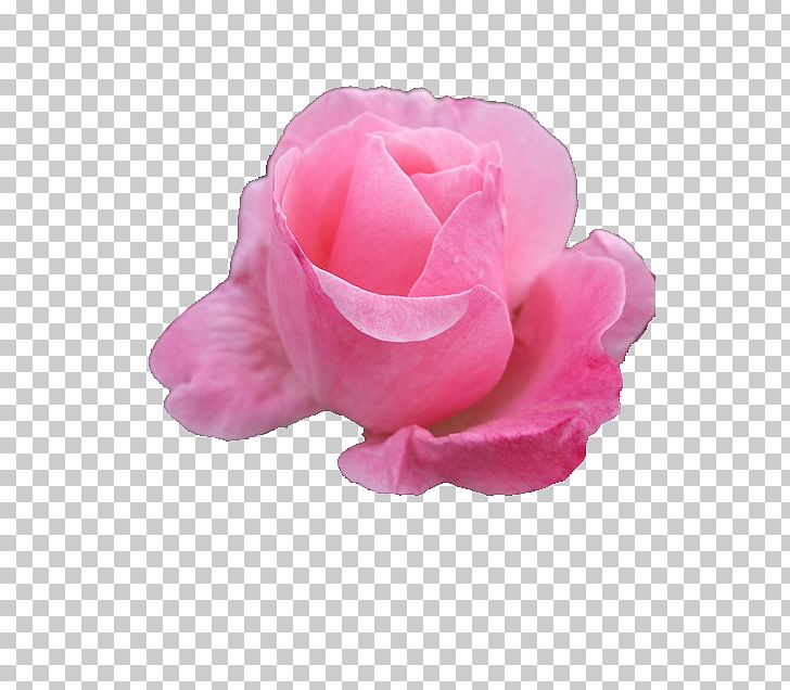 Flower Bouquet Rose Wreath Pink Flowers PNG, Clipart, Camellia, Cut Flowers, Dahlia, Drawing, Floribunda Free PNG Download