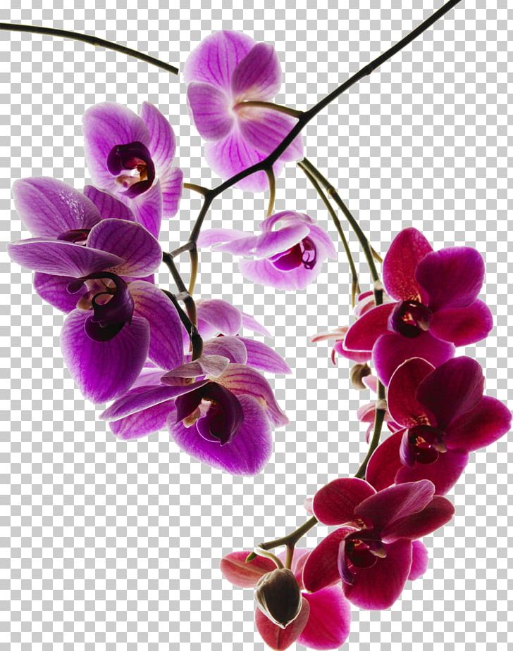Moth Orchids Photography Flower PNG, Clipart, Blossom, Cut Flowers, Dendrobium, Floral Design, Flower Arranging Free PNG Download