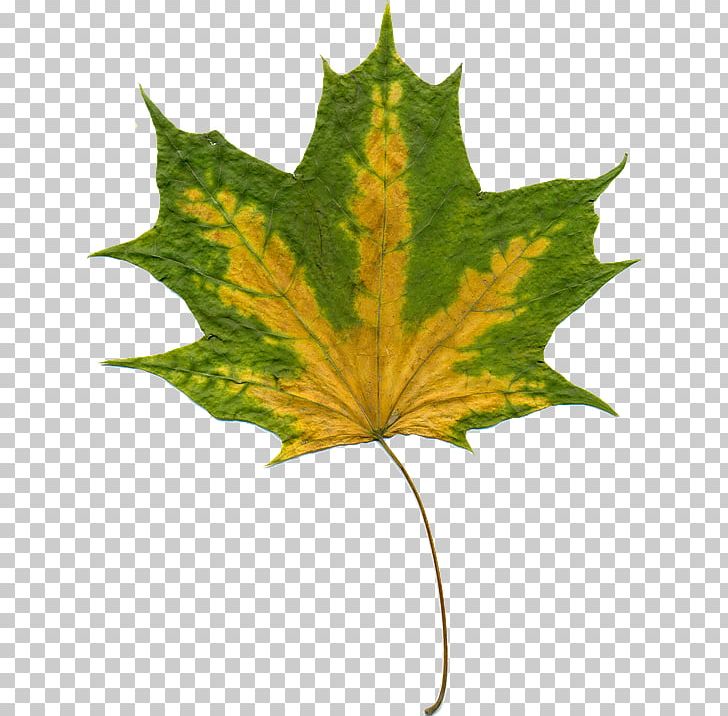 Autumn Leaves Leaf PNG, Clipart, Autumn, Autumn Leaf Color, Autumn Leaves, Information, Leaf Free PNG Download