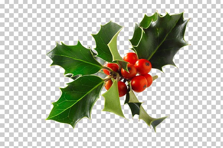 Common Holly Stock Photography Christmas Alamy PNG, Clipart, Alamy, Aquifoliaceae, Aquifoliales, Berry, Box Free PNG Download