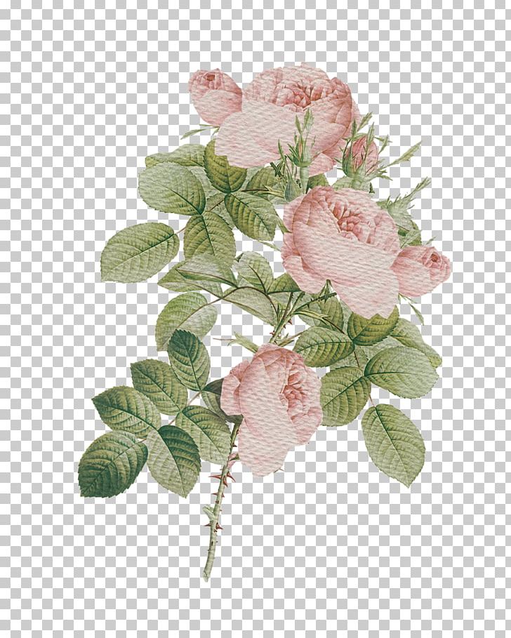 Garden Roses Cabbage Rose Cut Flowers Floral Design PNG, Clipart, Afrika Bambaataa, Artificial Flower, Branch, Cloth Napkins, Cut Flowers Free PNG Download