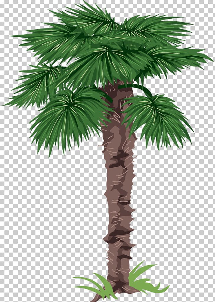 Arecaceae Tree Drawing PNG, Clipart, Arecaceae, Arecales, Areca Nut, Borassus Flabellifer, Christmas Tree Free PNG Download