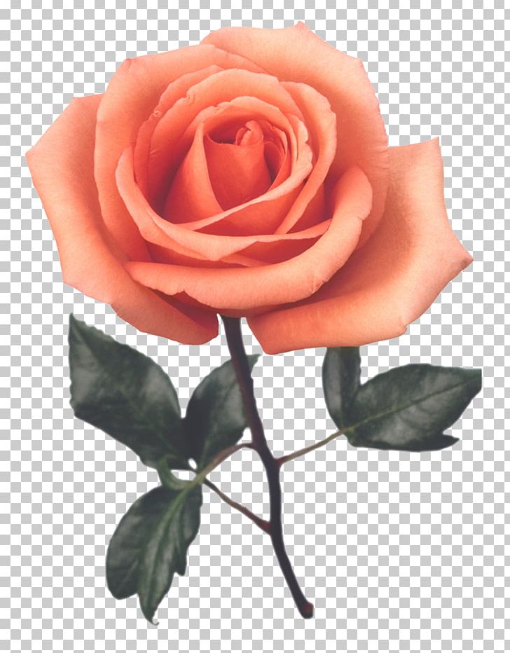 Beach Rose Red Cut Flowers Color PNG, Clipart, Beach Rose, China Rose, Color, Cut Flowers, Floribunda Free PNG Download