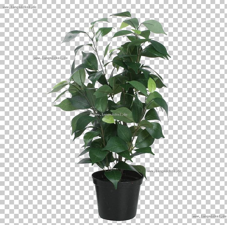 Flowerpot Leaf Houseplant Tree PNG, Clipart, Evergreen, Ficus, Flowerpot, Houseplant, Leaf Free PNG Download
