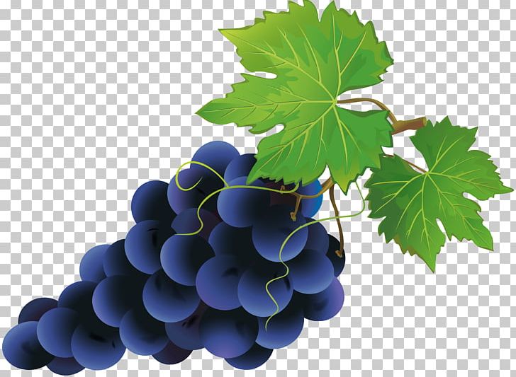 Grape PNG, Clipart, Can Stock Photo, Drawing, Encapsulated Postscript, Flowering Plant, Food Free PNG Download