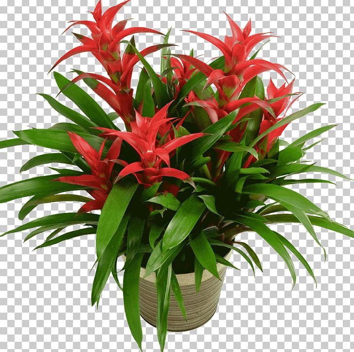 Guzmania Houseplant Aechmea Flower PNG, Clipart, Aechmea, Aechmea Gamosepala, Aquarium Decor, Bromeliaceae, Bromeliads Free PNG Download