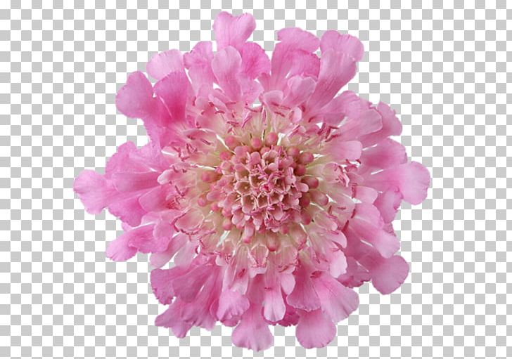 Pink Flowers Garden Roses Desktop PNG, Clipart, Bud, Chrysanths, Cicek Resimleri, Cut Flowers, Dahlia Free PNG Download