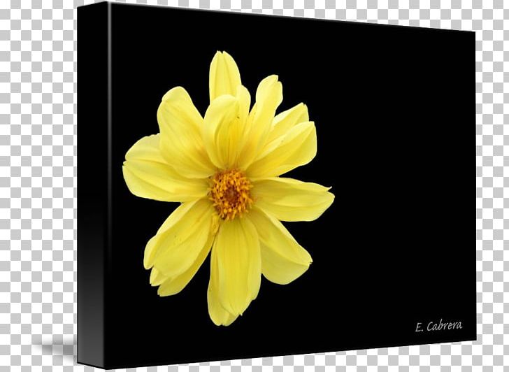 Dahlia PNG, Clipart, Dahlia, Daisy Family, Flower, Flowering Plant, Others Free PNG Download