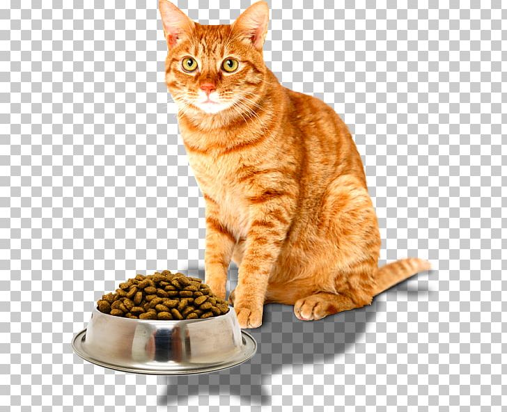 Kitten Tabby Cat Burmese Cat Dog Cat Food PNG, Clipart, Animal, Animals, Breed, Carnivoran, Cat Free PNG Download