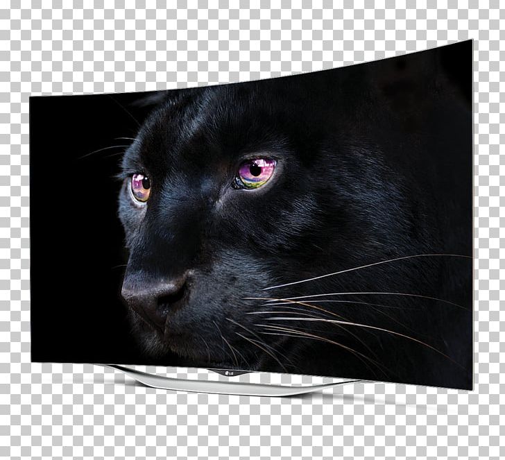 LG EF9500 4K Resolution OLED Ultra-high-definition Television PNG, Clipart, 4k Resolution, Big Cats, Black Cat, Black Panther, Carnivoran Free PNG Download