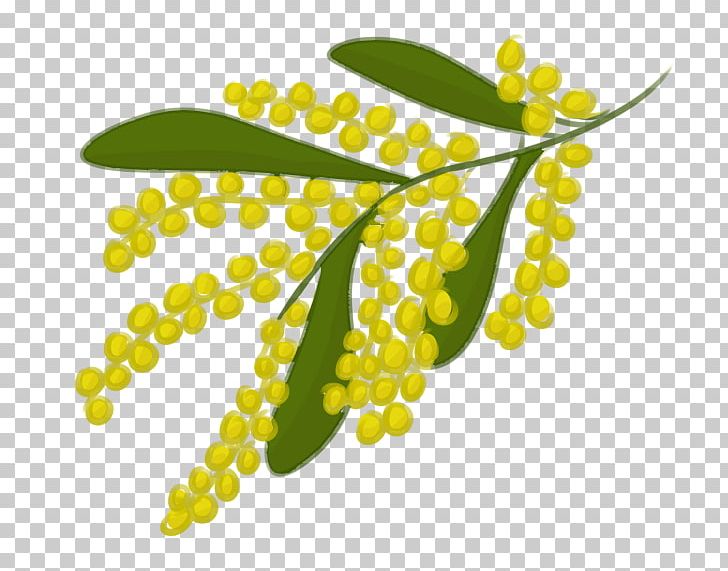 Leaf Food Plant Stem Fruit PNG, Clipart, Branch, Branching, Food, Fruit, Leaf Free PNG Download